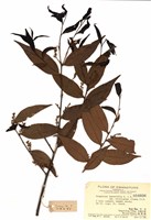 藏品(由灰木)的圖片